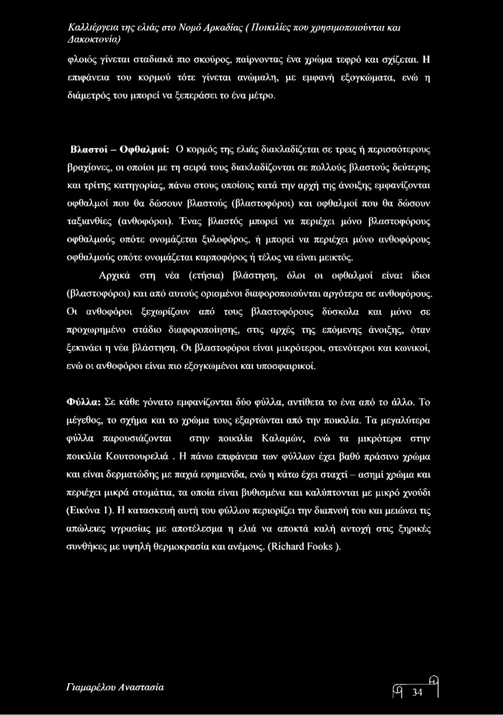 οποίους κατά την αρχή της άνοιξης εμφανίζονται οφθαλμοί που θα δώσουν βλαστούς (βλαστοφόροι) και οφθαλμοί που θα δώσουν ταξιανθίες (ανθοφόροι).