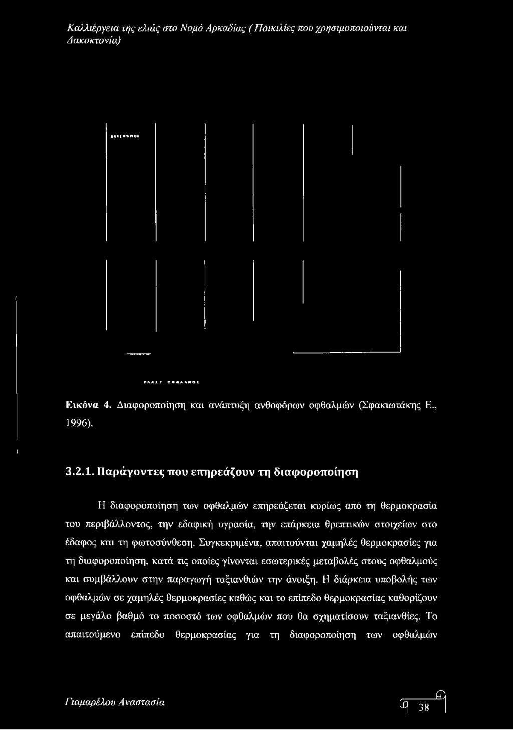 Ι*ΛΑΧ Τ Ο Εικόνα 4. Διαφοροποίηση και ανάπτυξη ανθοφόρων οφθαλμών (Σφακιωτάκης Ε., 19