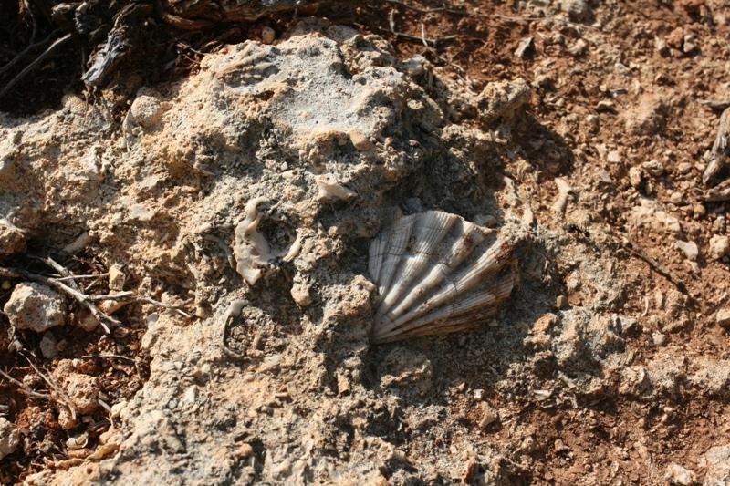 Φωτογραφία 3.4-2: Απολιθώματα στις βραχώδεις ακτές της περιοχής έρευνας πεδίου Θαμνώνες Οι θαμνώνες καταλαμβάνουν το 40,6% της περιοχής έρευνας πεδίου.