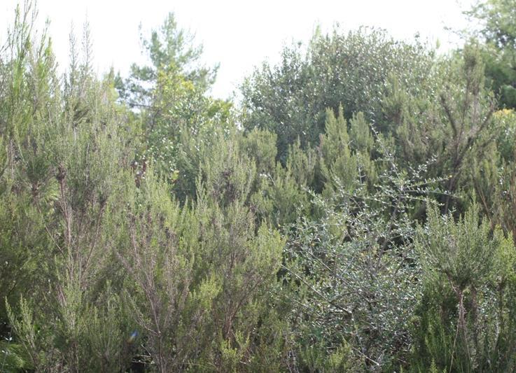 4-5: Θαμνώνες με Pistacia lentiscus - Quercus coccifera,