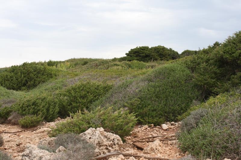 coccifera (πουρνάρι) αντικαθίστανται από Juniperus phoenicea (άγριο κυπαρίσσι). Φωτογραφία 3.