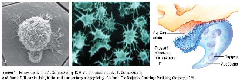 1. ΕΙΣΑΓΩΓΗ Χαροκόπειο Πανεπιστήµιο - Τµήµα Επιστήµης ιαιτολογίας & ιατροφής 1.1 Οστίτης ιστός 1.1.1 Η φυσιολογία του οστού Το οστό αποτελείται κυρίως από εξωκυτταρική θεµέλια ουσία, αποτελούµενη από πρωτεΐνες και κρυστάλλους υδροξυαπατίτη, και από ένα µικρό πληθυσµό κυττάρων.