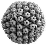 Herpes Simplex Virus - 1 Νευροτρόπος ιός που προσβάλλει το σύνολο σχεδόν των ανθρώπων