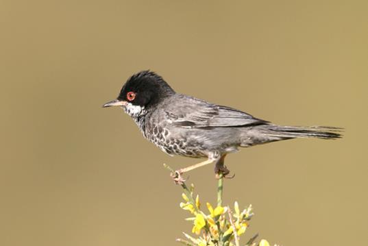 Η Σκαλιφούρτα Oenanthe cypriaca είναι μικρό εντομοφάγο είδος (14-16εκ.) που ανήκει στην οικογένεια τον Πετροκλήδων (Oenanthe).