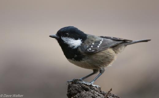 Ο Πέμπετσος Parus (ή Periparus) ater cypriotes είναι ενδημικό υπό-είδος της Κύπρου και αποτελεί είδος προτεραιότητας για την ΕΕ (Παράρτημα Ι της Οδηγίας 2009/147/ΕΚ).