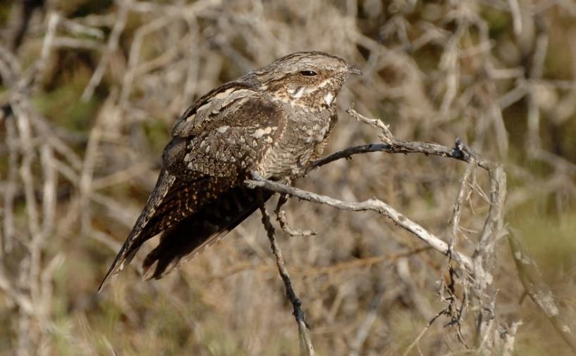 Το Νυκτοπούλλι Caprimulgus europaeus είναι νυκτόβιο είδος προτεραιότητας για την ΕΕ το οποίο διαχειμάζει στην Αφρική και έρχεται στην Ευρώπη (και στη Κύπρο) τους μήνες Απρίλιο Σεπτέμβριο για να