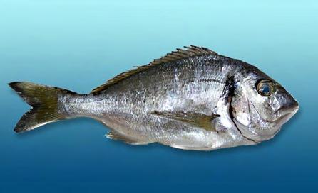 18 Εικόνα 1.3: Η τσιπούρα Η τσιπούρα είναι ένα ψάρι με ένα χαρακτηριστικό ασημογάλαζο χρώμα στην κορυφή της ράχης της, και ασημί, γαλάζιες γκρι αποχρώσεις στα πλευρά.