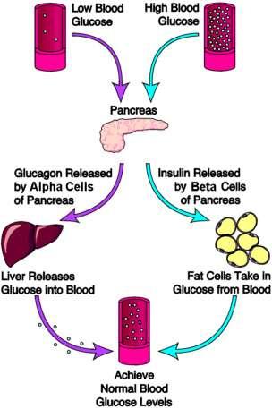 Εικόνα 4: Φυσιολογική ρύθμιση της συγκέντρωσης της γλυκόζης στο αίμα. Η αύξηση της συγκέντρωσης της γλυκόζης στο αίμα οδηγεί στην απελευθέρωση ινσουλίνης από το πάγκρεας.