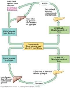 Η μείωση της συγκέντρωσης της γλυκόζης στο αίμα οδηγεί σε απελευθέρωση γλυκαγόνης από το πάγκρεας και προσλαμβάνεται από το ήπαρ.