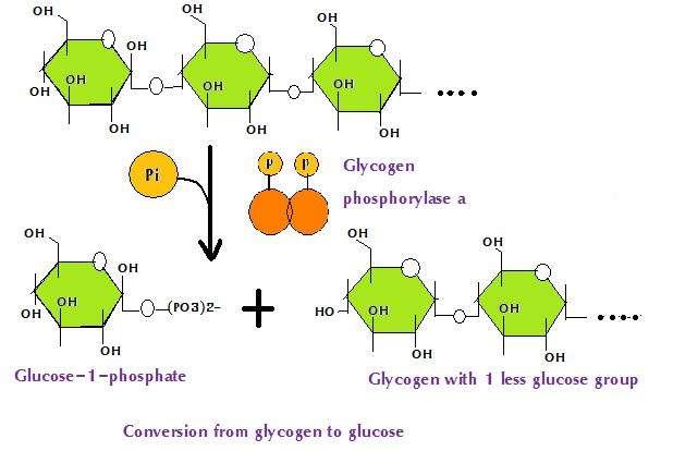 Εικόνα 13: Μηχανισμός δράσης φωσφορυλάσης του γλυκογόνου: το γλυκογόνο, παρουσία ορθοφωσφορικού ανιόντος και μέσω της φωσφορυλάσης του γλυκογόνου, μετατρέπεται σε 1-φωσφορική α-d-γλυκόζη και HOR (η