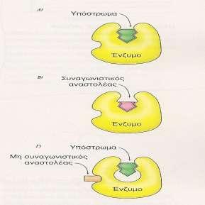 Εικόνα 20: Διάκριση μεταξύ ενός συναγωνιστικού και ενός μη συναγωνιστικού αναστολέα. Α) Σύμπλοκο ενζύμου υποστρώματος απουσία αναστολέα.