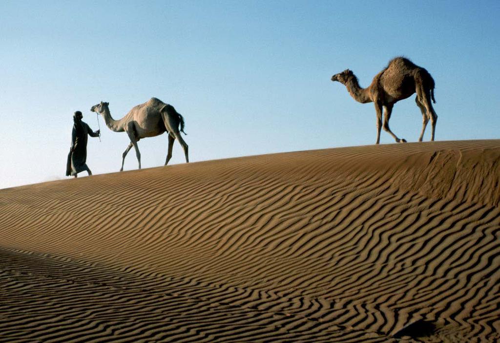 Lähis-Ida on dromedari ehk üksküürkaameli (Camelus dromedarius) kodumaa. Eestikeelses piiblis on kaamelit nimetatud koguni 60 korral.