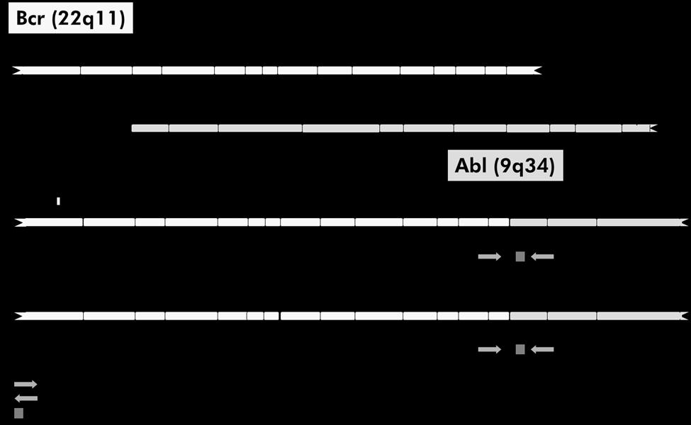 Αρχές της διαδικασίας Η qpcr επιτρέπει την ακριβή ποσοτικοποίηση των προϊόντων PCR κατά τη διάρκεια της εκθετικής φάσης της διεργασίας ενίσχυσης PCR.