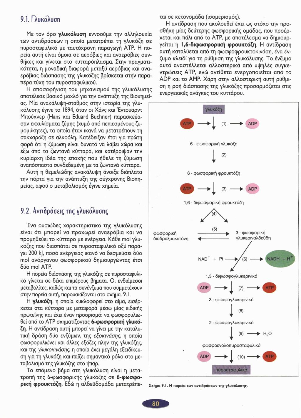 9.1. Γλυκόλυση Με τον όρο γλυκόλυση εννοούμε την αλληλουχία των αντιδράσεων η οποία μετατρέπει τη γλυκόζη σε πυροσταφυλικό με ταυτόχρονη παραγωγή ΑΤΡ.