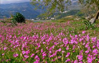 Ανάμεσά τους φυτρώνουν ο ώτανθος (Otanthus maritimus), μικρό χνουδωτό φυτό με γκρίζα απόχρωση και κίτρινα λουλούδια το γαλανάγκαθο (Eryngium maritimum), σκληρό γκριζογάλανο αγκάθι ο παραθαλάσσιος