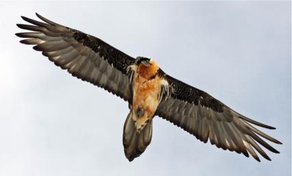 Λίγο πριν το συνεκτικό Δίκτυο NATURA 2000- Η Οδηγία 79/409/ΕΟΚ Διατήρηση όλων των ειδών των πτηνών που ζουν εκ φύσεως σε άγρια κατάσταση στο ευρωπαϊκό έδαφος των Κρατών μελών στο οποίο εφαρμόζεται η