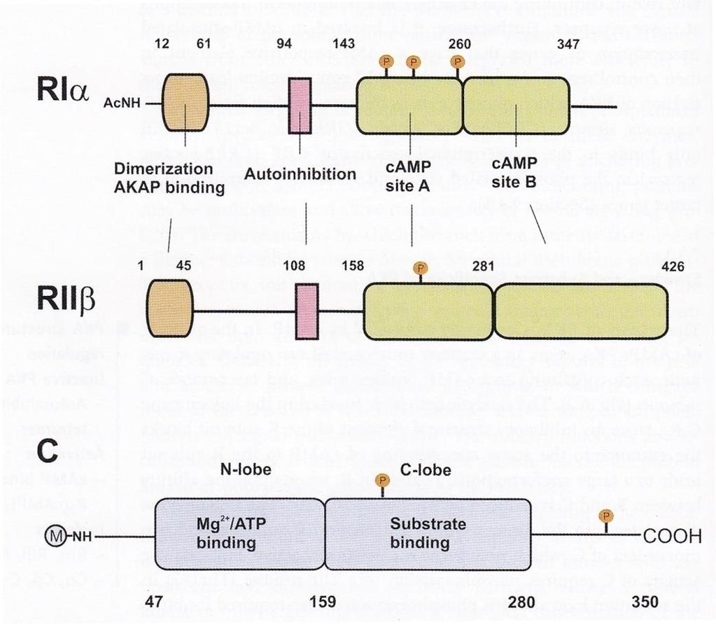 RIIβ C -