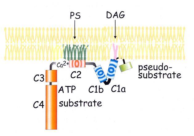 PKC