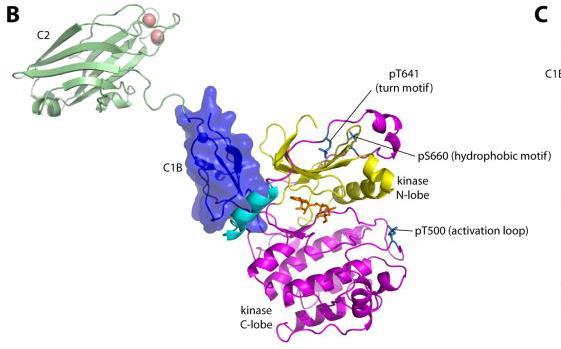 Ca 2+ Ca