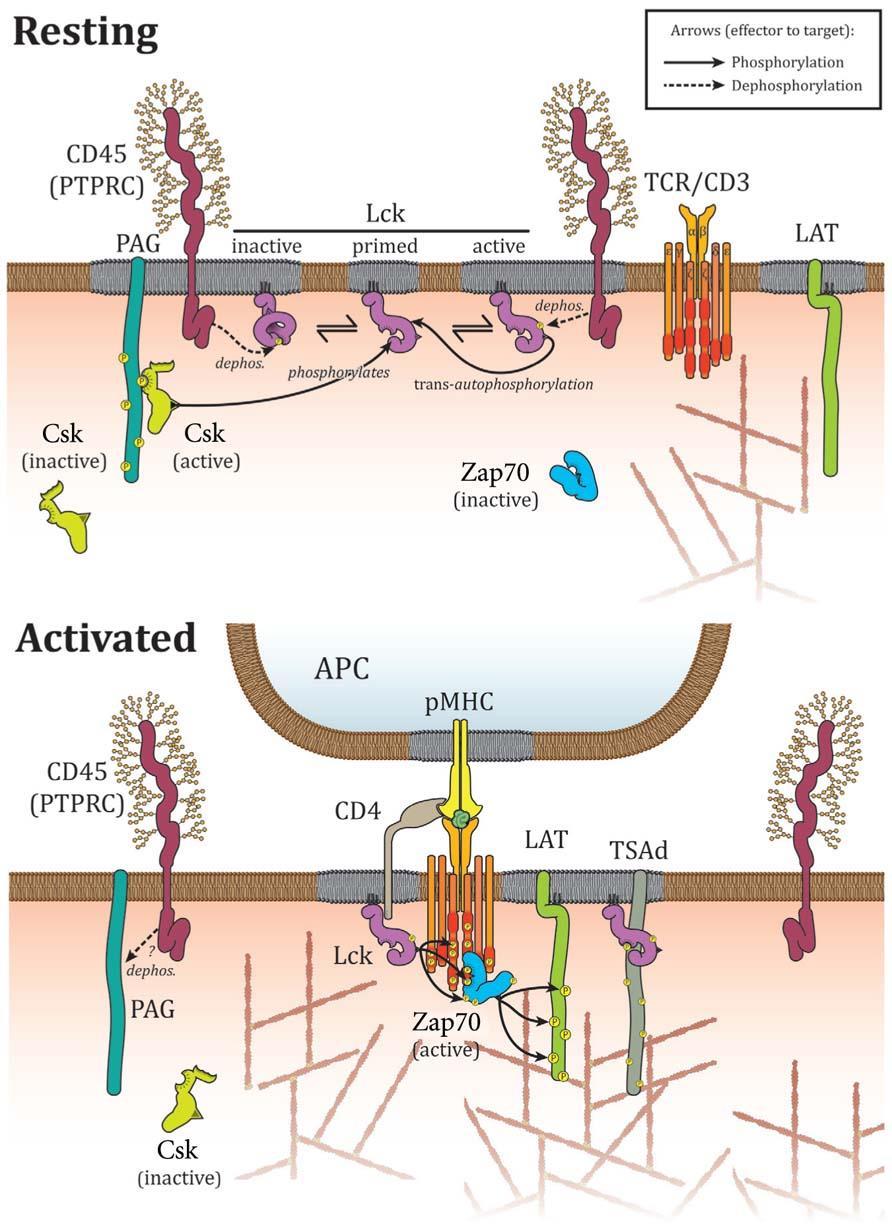ηα T-θφηηανα, ε θςζθαηάζε CD45