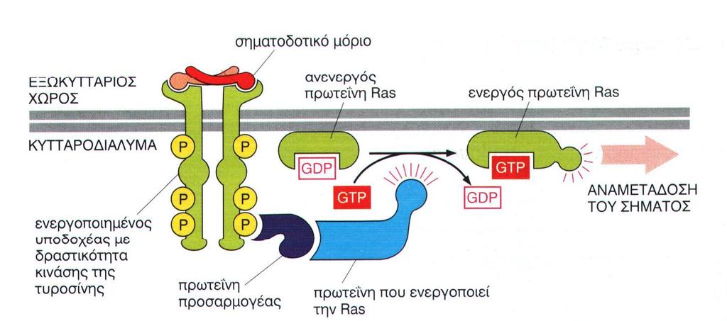 Grb2 msos