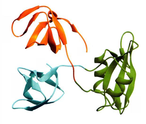 nucleotide