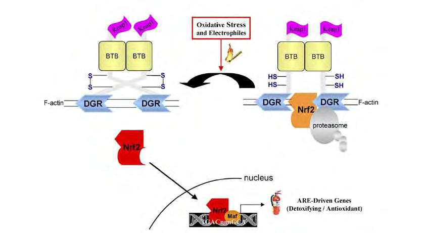 επαναλήψεις Kelch δημιουργούν μία δομή β-έλικας. Η επανάληψη αυτή της Keap1 δημιουργεί σύμπλοκο με τον Nrf2 μέσω της υπομονάδας του, Neh2.
