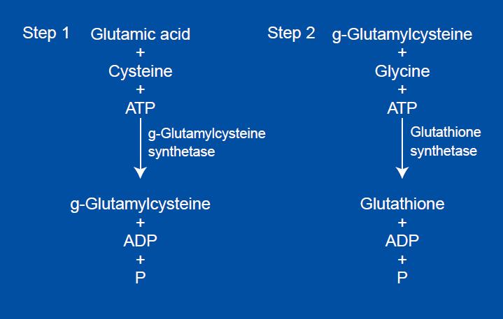 Εικόνα 15: Βιοσύνθεση γλουταθειόνης Η υπεροξειδάση της γλουταθειόνης (GP x ), η οποία προέρχεται από το σελήνιο και την κυστεΐνη, είναι ένα ενδογενές αντιοξειδωτικό ένζυμο με την ικανότητα να