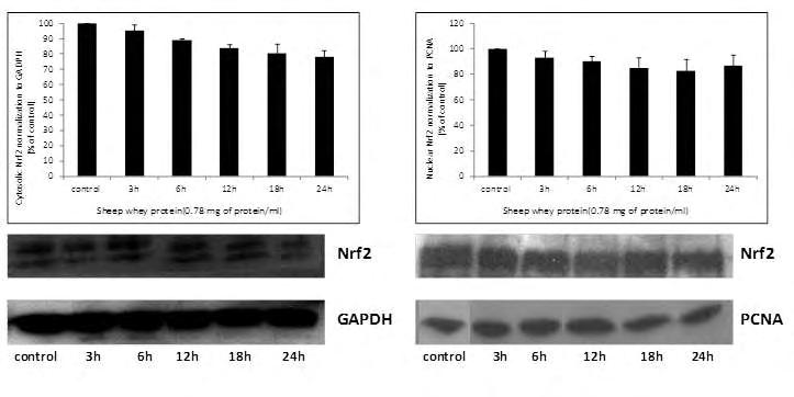 C D Γράφημα 1 : Η επίδραση της αιγοπρόβειας πρωτεΐνης ορού γάλακτος στα πρωτεϊνικά επίπεδα του Nrf2 στα μυϊκά κύτταρα C2C12. Τα κύτταρα επωάστηκαν με την αιγοπρόβεια πρωτεΐνη ορού γάλακτος (0.