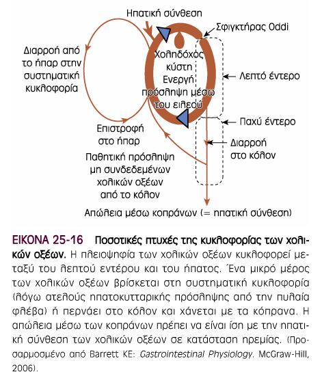 Εκκρίνονται 500 ml καθημερινά Εκκριση της χολής Εντεροηπατική κυκλοφορία Τα χολικά οξέα συντίθεται από χοληστερόλη και εκκρίνονται συζευγμένα με γλυκίνη ή ταυρίνη στη χολή Το χολικό οξύ και το