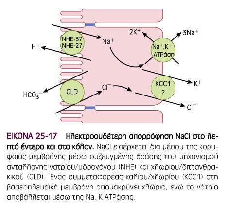 Εντερικό υγρό & μεταφορά ηλεκτρολυτών Λεπτό