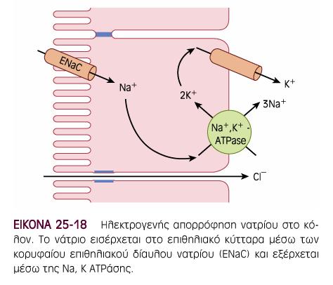 αλατιού Κόλον (κυρίως κατιόν) Ηλεκτρογενής