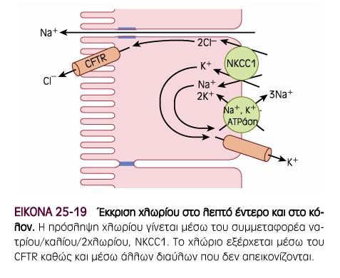 Εκκριση χλωρίου Ganong s Ιατρική Φυσιολογία,