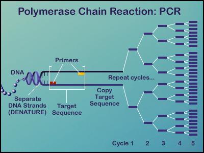 Η κλασσική PCR Η «κλασσική» PCR αποτελεί από το 1983 μέθοδο-κλειδί στην Έρευνα με πάνω από 300.000 δημοσιεύσεις.