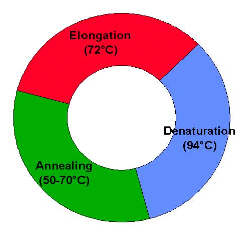 PCR κύκλος: συγκροτείται από 3 επιμέρους τμήματα 1. Αποδιάταξη (Denaturation) 2.