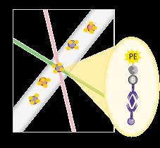 Βήμα 3 Προσθήκη του συμπλόκου φυκοερυθρίνης (PE)- στρεπταβιδίνης Βήμα 4 Τα μικροσφαιρίδια ανιχνεύονται από μικροροικό σύστημα ανίχνευσης διπλού laser, Luminex 200.