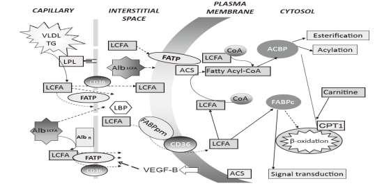 nutrition: an introduction to energy production