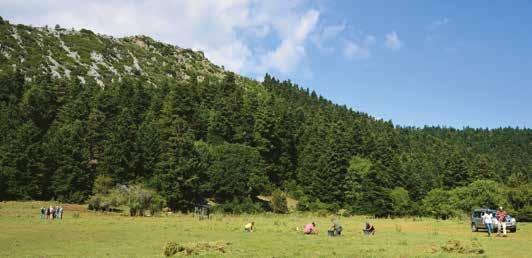 Εργασίες πεδίου στο πλαίσιο του έργου ForOpenForests στο Καλλίδρομο (φωτ.