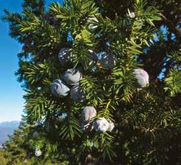 Ώριμο δένδρο Juniperus drupacea στον Βόρειο Ταΰγετο στο βάθος διακρίνεται ο Πάρνωνας Νέα θέση για το δενδρόκεδρο στον Ταΰγετο Το δενδρόκεδρο Juniperus drupacea έχει χαρακτηριστικούς καρπούς
