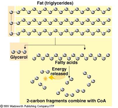 Η μεταβολικά διαθέσιμη ενέργεια από τον καταβολισμό του λίπους (τριγλυκεριδια) είναι 9 kcal/g Παραγωγή Ε & CΟ2
