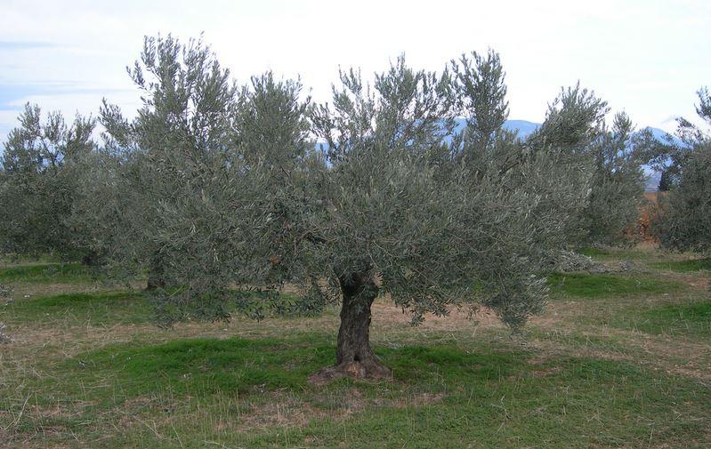 Από 2,35 έως και 2,50 ευρώ το κιλό στην οξύτητα των τριών γραμμών παραμένουν σταθερές οι τιμές παραγωγού του κρητικού ελαιολάδου εδώ και περίπου ένα μήνα.