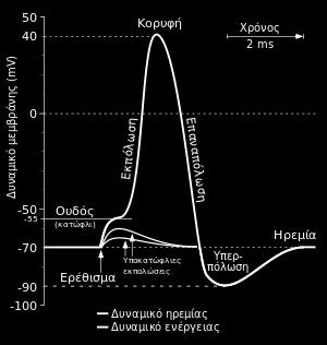 Λόγω της ύπαρξης του θετικών και αρνητικών ιόντων στην μεμβράνη, το δυναμικό επανέρχεται στην συνέχεια στο δυναμικό ισορροπίας.