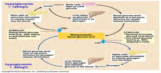 ελέγχεται από το πάγκρεας μέσω της παραγωγής ινσουλίνης ( β κύτταρα) και γλυκαγόνης ( α κύτταρα).