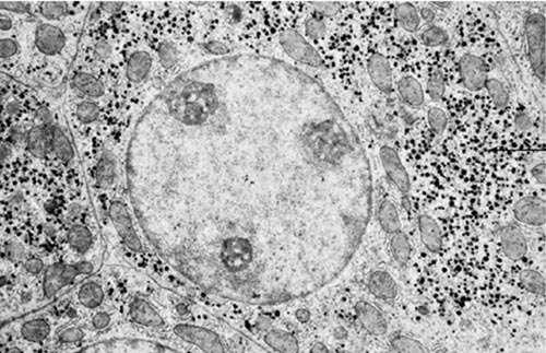 Eικόνα 2.2: Ηλεκτρονιομικρογραφία ενός ηπατικού κυττάρου.