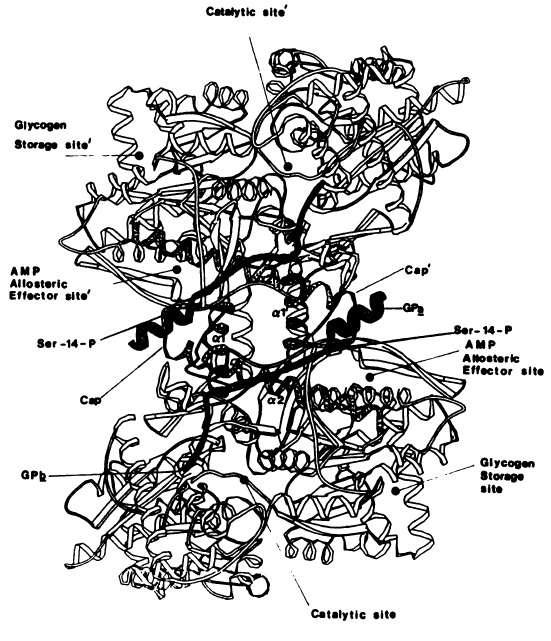 Εικόνα 2.8: Σχηματικό διάγραμμα του διμερούς φωσφορυλάσης γλυκογόνου.η πρόσβαση στην καταλυτική θέση γίνεται από τη μακριά πλευρά του μορίου, και τις έλικες που σχηματίζουν ένα σύμπλεγμα.