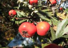 Εικόνα 2.23: Crataegus Orientalis.