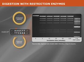 sequence based amplification (NASBA), rolling cycle amplification (RCA),