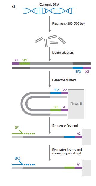 Next Generation Sequencing (2 nd generation) Όλες οι πλατφόρμες απαιτούν τη δημιουργία βιβλιοθήκης είτε με πολλαπλασιασμό (amplification) είτε με σύνδεση (ligation) με ειδικούς συνδέτες (linkers)