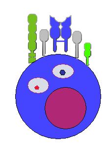Τ λεμφοκύτταρα CD4 TCR