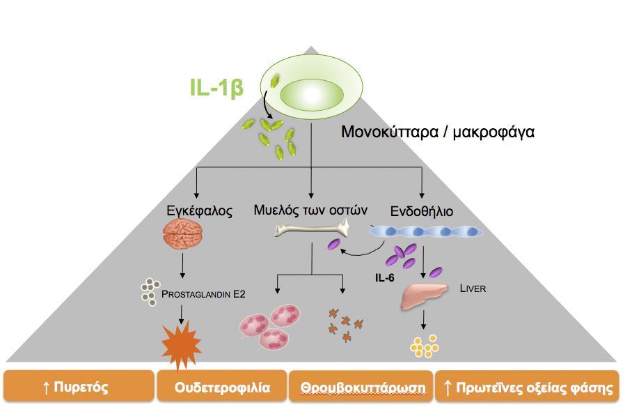 Ουρική νόσος και φλεγμονή Η ΙL-1β βρίσκεται στην κορυφή του καταρράκτη της φλεγμονής